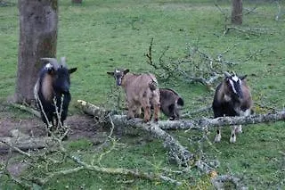 La Ferme De Bed & Breakfast 3*